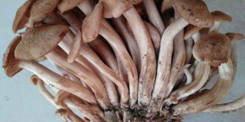 Agarik za skupljanje (bez prstena): fotografija i opis, korisna svojstva